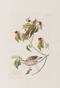 Ilustrace z 
