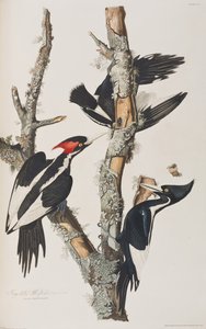 Ilustrace z 