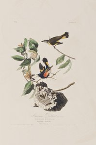 Ilustrace z 