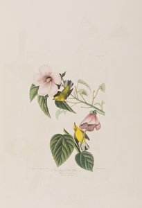 Ilustrace z 