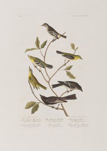 Ilustrace z 