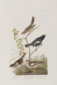 Ilustrace z 