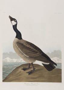 Ilustrace z 