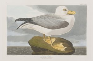 Ilustrace z 