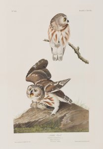 Ilustrace z 