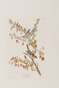 Ilustrace z 