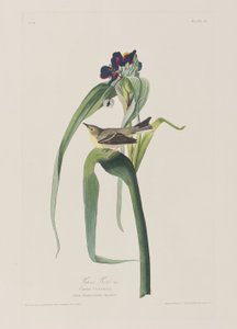 Ilustrace z 