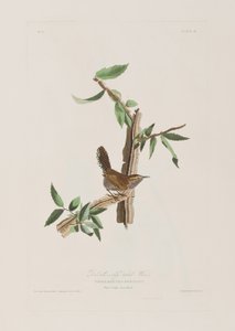 Ilustrace z 