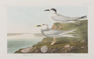 Ilustrace z 