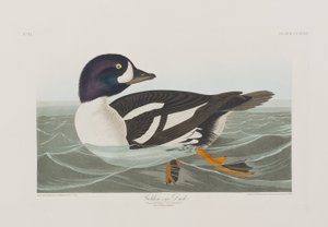 Ilustrace z 