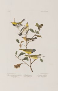 Ilustrace z 