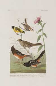 Ilustrace z 