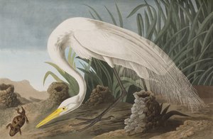 Ilustrace z 