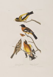 Ilustrace z 