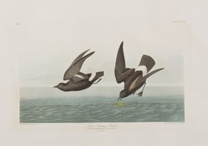 Ilustrace z 