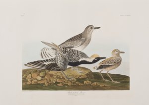 Ilustrace z 