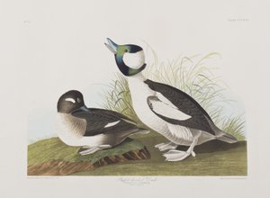 Ilustrace z 