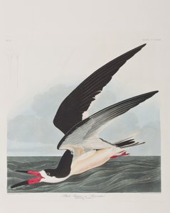 Ilustrace z 