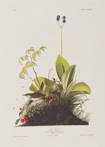 Ilustrace z 