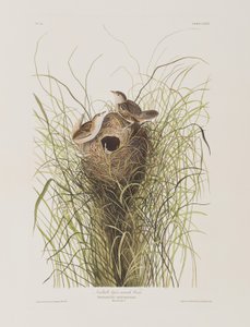 Ilustrace z 