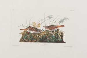 Ilustrace z 