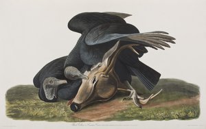 Ilustrace z 