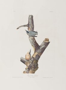 Ilustrace z 