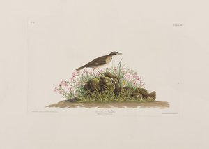Ilustrace z 