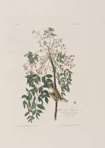 Ilustrace z 