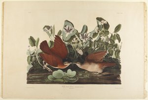  od John James Audubon