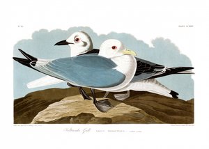 racek tříprstý od John James Audubon