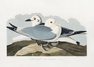 Racek tříprstý z díla „Birds of America“ (1827) od John James Audubon