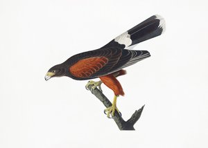 Jestřáb louisianský z díla „Birds of America“ (1827) od John James Audubon