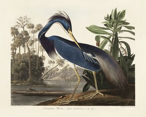 Volavka louisianská z díla „Birds of America“ (1827) od John James Audubon