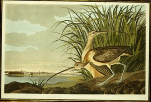 Muž a žena Long Billed Curlew od John James Audubon