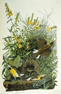 Skřivánek luční, 1832 od John James Audubon