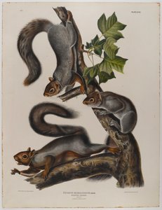 Veverka stěhovavá od John James Audubon