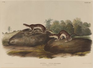 Mustela brouk od John James Audubon