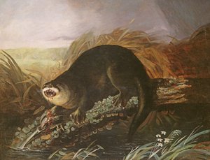 Vydra chycena do pasti od John James Audubon