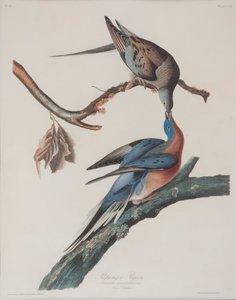 Holub stěhovavý od John James Audubon