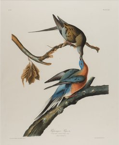 Holub pasažér, 1827-1838 (čb na papíře) od John James Audubon