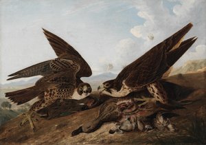 Sokol stěhovavý od John James Audubon