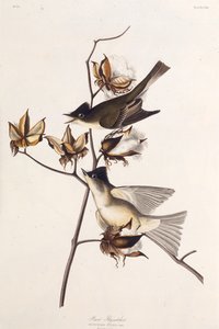 Mucholapka Pewita. Z The Birds of America, 1827-1838. od John James Audubon