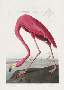 Růžový plameňák z díla „Birds of America“ (1827) od John James Audubon