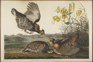 Tetřev hřebenatý od John James Audubon