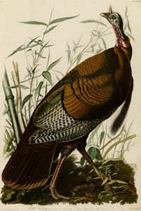 Deska 1 knihy Ptáci Ameriky zobrazující divokého krocana. od John James Audubon
