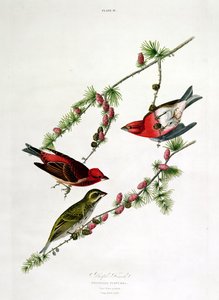 Purple Finch, z 