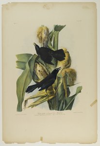 Purple Grackle nebo Common Crow Blackbird, tiskl Julien Bien a vydal Roe Lockwood & Son, 1861 (chromolitograf) od John James Audubon