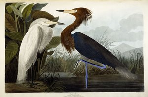 Volavka purpurová, kolem roku 1835 od John James Audubon