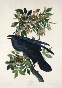 Havran z díla „Birds of America“ (1827) od John James Audubon